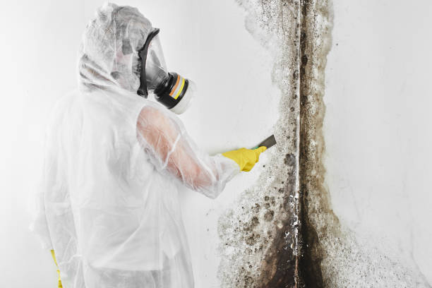 Mold Removal Process in Justice, IL