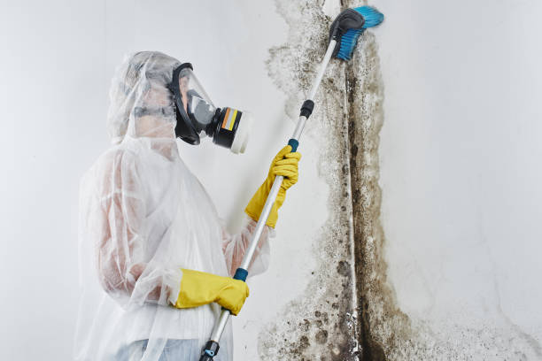 Best Mold Damage Repair  in Justice, IL