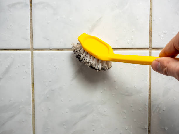 Home Mold Removal in Justice, IL