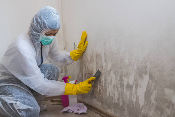 Best Mold Removal Process  in Justice, IL