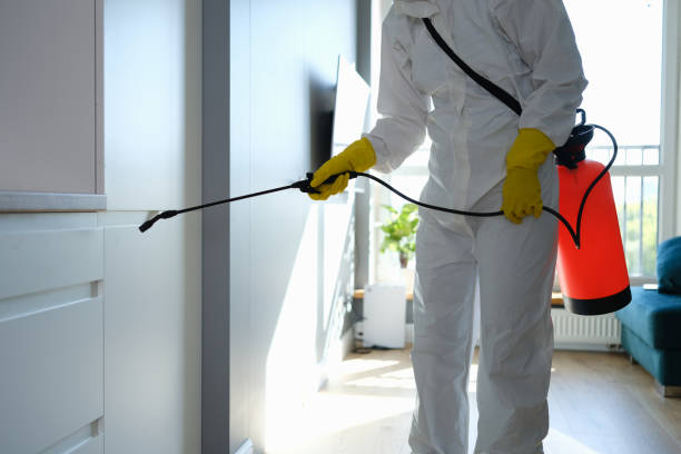 Best Mold Removal Company Near Me  in Justice, IL