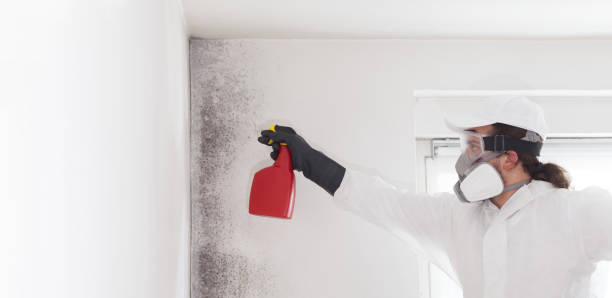 Best Attic Mold Removal  in Justice, IL