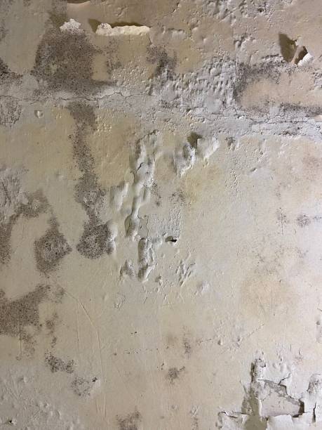 Best Mold Remediation Services  in Justice, IL