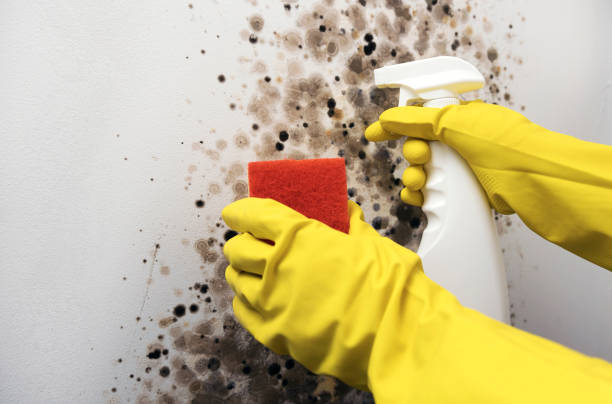 Best Commercial Mold Removal  in Justice, IL