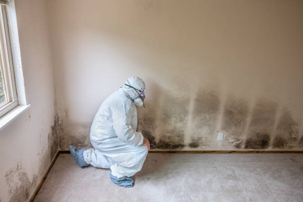 Best Certified Mold Removal  in Justice, IL