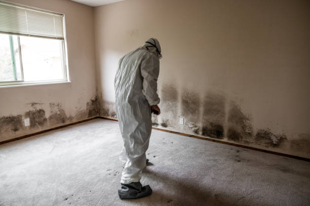 Best Professional Mold Removal  in Justice, IL