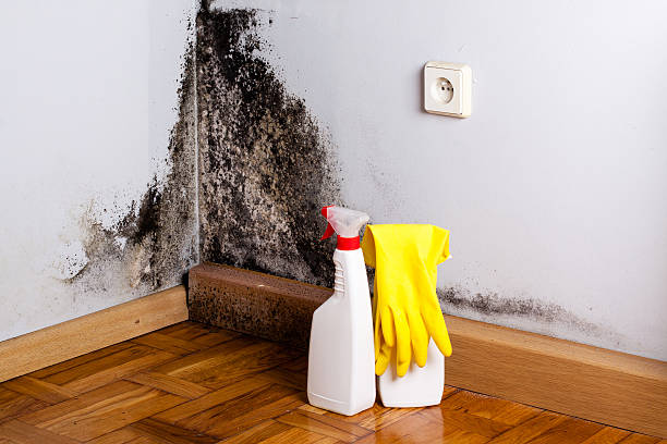 Best Mold Testing  in Justice, IL
