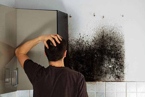 Best Fast Mold Removal  in Justice, IL
