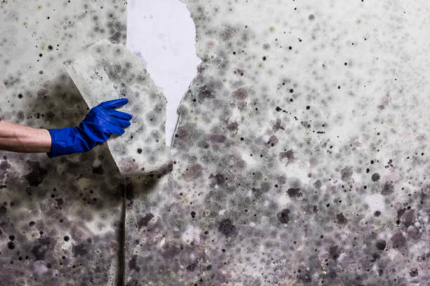 Professional Mold Removal in Justice, IL