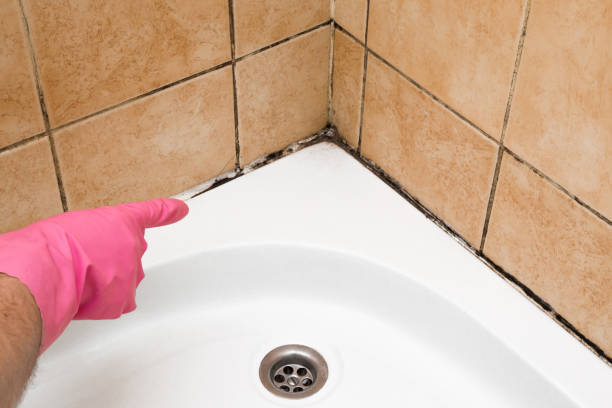Best Mold Testing  in Justice, IL